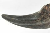 Rare, Fossil Raptor (Anzu) Hand Claw - Montana #206958-3